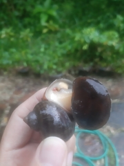 Pomacea canaliculata