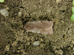 Cerastis rubricosa