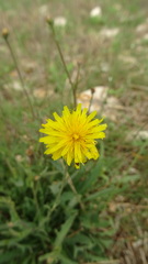 Reichardia picroides