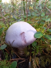Cortinarius