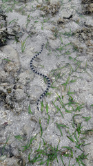 Laticauda saintgironsi