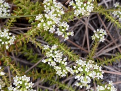 Platysace ericoides