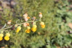 Hermannia alnifolia