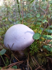 Cortinarius
