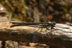 Austroargiolestes christine