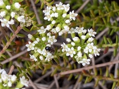 Platysace ericoides