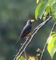 Scissirostrum dubium