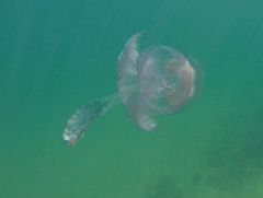 Pseudorhiza haeckeli