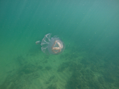 Pseudorhiza haeckeli