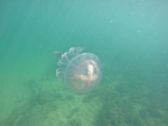 Pseudorhiza haeckeli