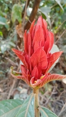 Magnoliopsida