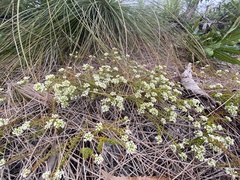 Platysace ericoides
