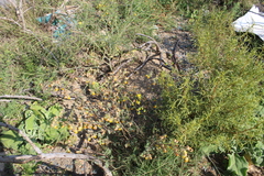 Hermannia alnifolia