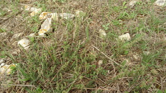 Camphorosma monspeliaca