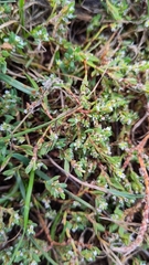 Polygonum arenastrum