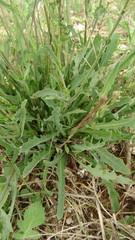 Reichardia picroides