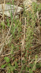 Camphorosma monspeliaca