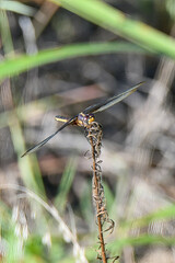 Libellula