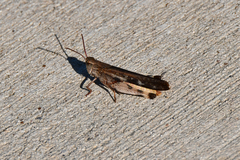 Chortophaga australior