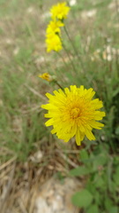 Reichardia picroides