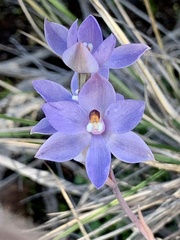 Thelymitra megcalyptra