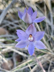 Thelymitra megcalyptra