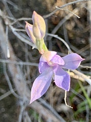 Thelymitra megcalyptra