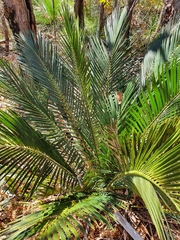Macrozamia