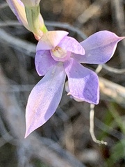 Thelymitra megcalyptra