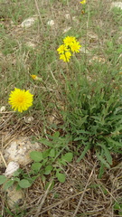 Reichardia picroides