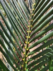 Macrozamia