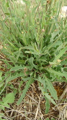 Reichardia picroides