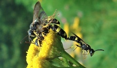 Cerceris rybyensis