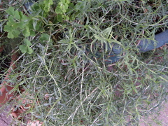 Mentha cervina