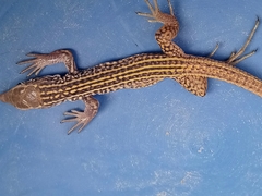 Aspidoscelis tigris