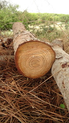 Pinus pinea