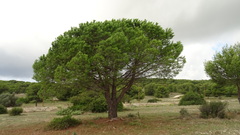 Pinus pinea