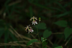 Tricyrtis macropoda