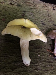 Amanita phalloides