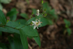 Tricyrtis macropoda