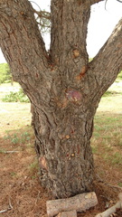 Pinus pinea