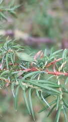 Oligotrophus juniperinus