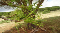 Pinus pinea