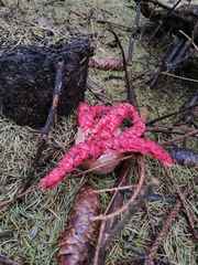 Clathrus archeri