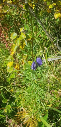 Aconitum baicalense (Aconitum baicalense)