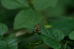 Panorpa japonica