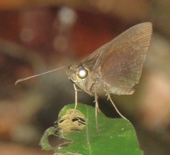 Eprius veleda veleda