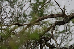 Chloropicus fuscescens