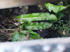 Asplenium scolopendrium scolopendrium