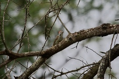 Chloropicus fuscescens